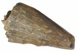 Juvenile Tyrannosaur Premax Tooth - Judith River Formation #133374-1